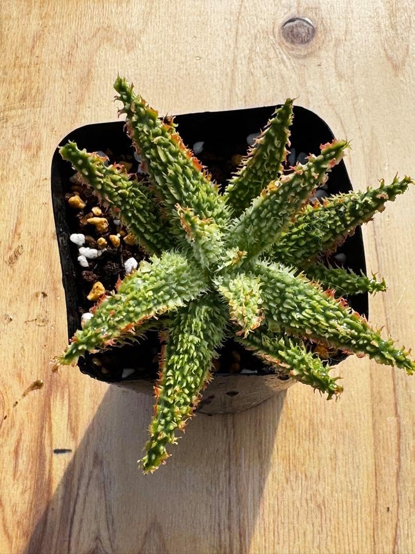 アロエ　ハイブリッド　Aloe hybrid 子株　第四種　Semi14 アロエ ハイブリッド Aloe hybrid 子株 第四種 Semi14 aloe